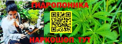 шишки Сланцы